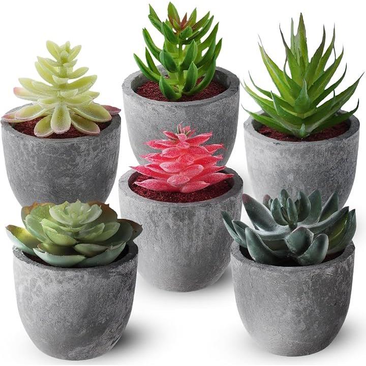 多肉植物　6点　まとめ出品 多肉植物抜き苗ミックス | 京都 おむろ YUUKIESGARDEN(ゆうきい