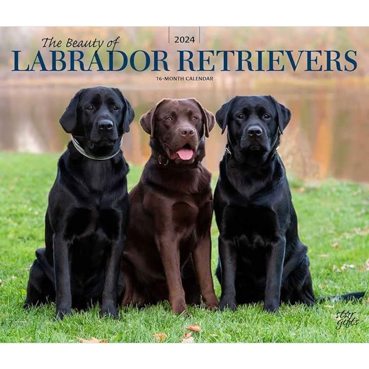 ラブラドールレトリバー 2024 35.56 x 60.96 cm 壁掛けカレンダー