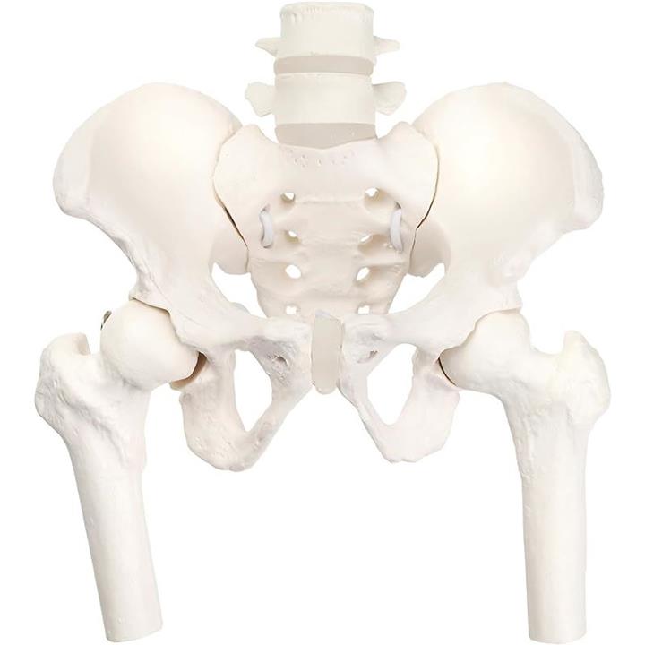 グイッと動かせる大腿骨付きミニ骨盤模型 人体模型 骨模型 理学療法士 