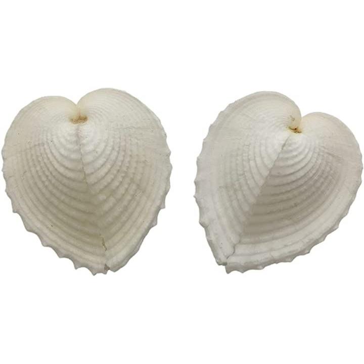 幸福の ハート貝 天使の翼 貝殻 2枚 高級希少貝 婚礼 インテリア 装飾