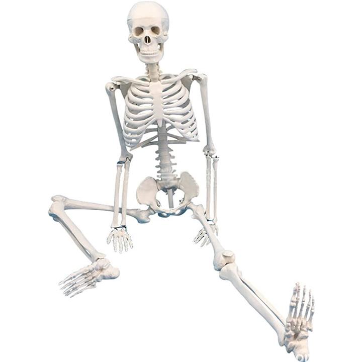 骨格人体模型　　骸骨　骨　高さ約85cm理学