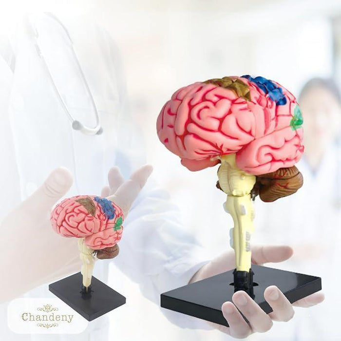 脳模型 脳解剖モデル 4D 組み立て式 パズル DIY 児童用 児童教育 学生 医療従事者向け 生物 科学 人体模型