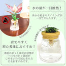 fffffbffdbdff7ff03ff08ff09ff19f183e1ffe1e7f1fff5ffffedffffffdbef9c9a525006085252520b521e53525220