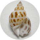 ffffff7ffe7ffe3ffc3ff81ff01ff00ff00ff007f007f007f007f807ec03fe1f00002b00002b1b2b2b171b1e002b1512