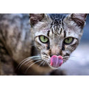 37c1600a55dc31fc3fe33fff0e5e0d7008f101b700af01b702ff086f003f000f009a00a20fa4d2ae10fbe4c01512b9b5