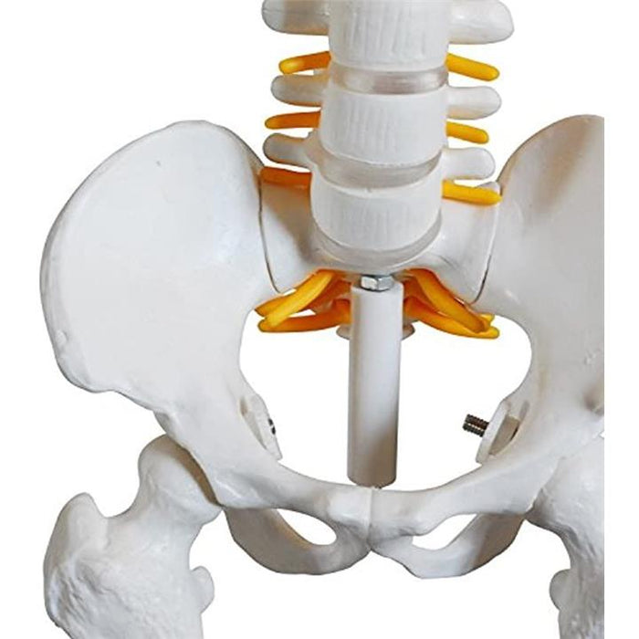 人体骨格模型 骨格標本 稼動 直立 スタンド 教材 85cm 1/2