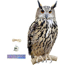 fffffffffefffe1ffe1ffe1ffe1ff80ff84ff81fe81ff81ff83f841ffc7fffff000000000000090000001e0000001900