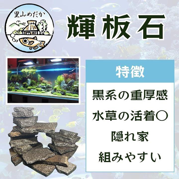 ffffffffe7ebaeeb9fffffff8018810080ff80ffdfcbc3ff89db89ff81b7e1ffa4a29ea4a58aa299a45500009f38003d