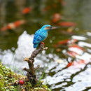 0000000000000020000000c009800d070c0fdc17fdeffbf77cfeb93f29ff00b71e1c24292317260f29a22a1131643dbc