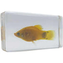 ffffffffffffffffffffe01fe007f007f007f007f007f3ffffffffffffffffff00000000000000000092179200000000