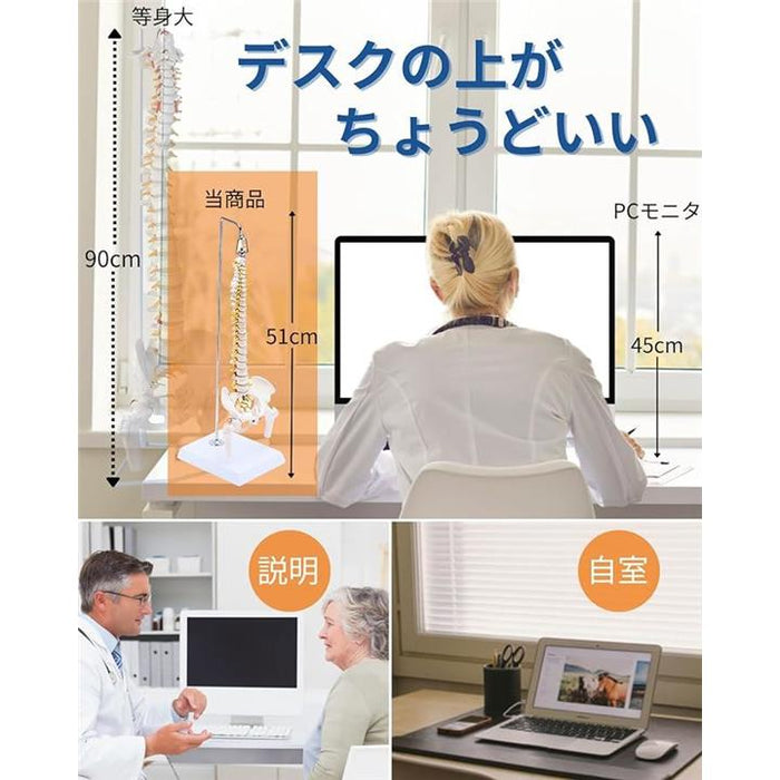 1/2サイズ 高精度 グニャと背骨を動かせる ミニ脊柱模型 約45cm