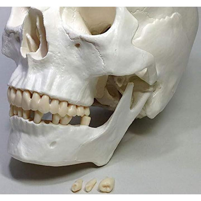 実物大 超精密 頭蓋骨 模型 可動 タイプ 歯科 耳鼻科 眼科 学校