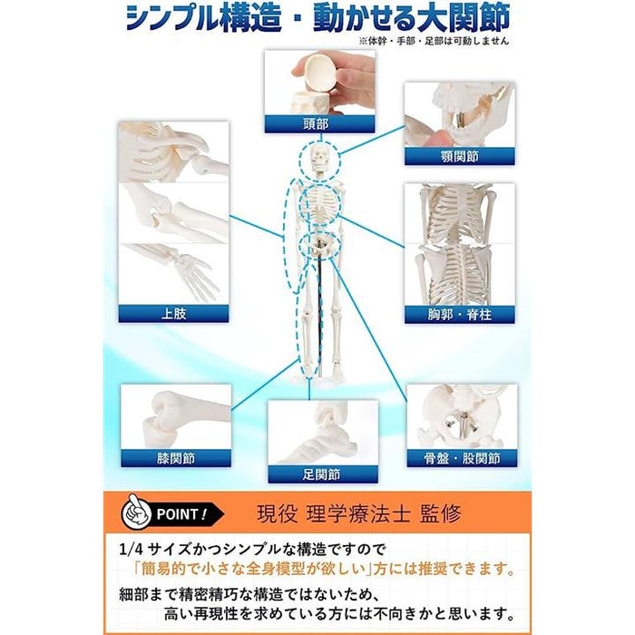人体模型 骨模型 理学療法士監修 骨格標本 動かせる大関節