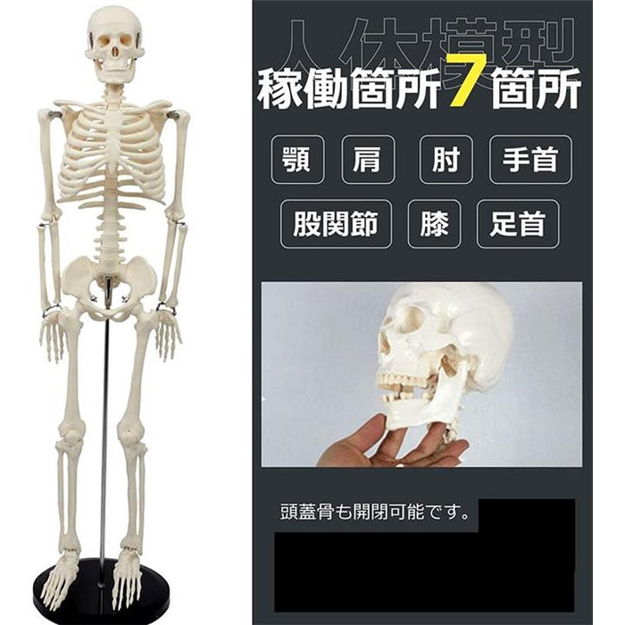 骨標本 値下げ交渉可です 骨標本 値下げ交渉可です 骨標本 値下げ交渉可です