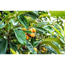 01df204e1b34114d965c48d6169703afa2162ecb073a1f3d0126005001d519c1b23936982c41323d6660463650404535