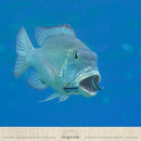 00002000000001003d8037c03fe03fe027f00fc000400320000000000000ffff90928f938d928b91908e899091919092