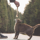 31f819f02ee006f006e00cc0000010800480000002010008020002807ee0eef7ebf2001c2720001e242b1a1e0924080b