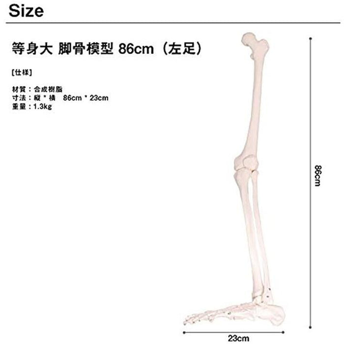 人体模型 下肢骨 大腿骨 脛骨 足骨 等身大 86cm ワイヤーつなぎ モデル