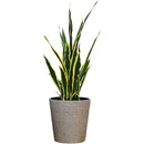 ffffffffffffffffffbffdbfff3ffd1fff1ffe3fff3ffe1ffe1ffe3ffe3ffe3f0000000000002b000000440000000b00