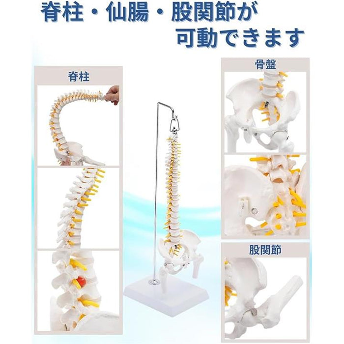 1/2サイズ 高精度 グニャと背骨を動かせる ミニ脊柱模型 約45cm