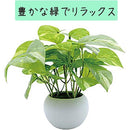 ffffe003e013fffff89ffccbe025e803e005fc03f657fe3ffc1ffc1ffe3fffff00000000000047000039553800005200