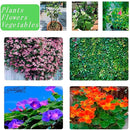 ffffef81fc89f899ffff8581818181818181e381ffff8581bd81818183818081