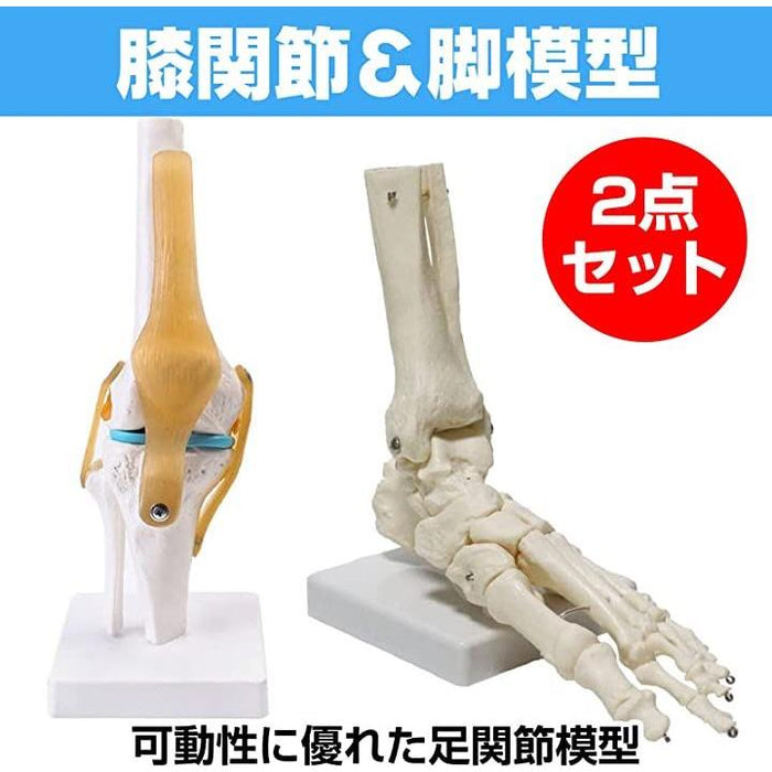 関節 模型 骨 医療 学習用 モデル ひざ・足セット