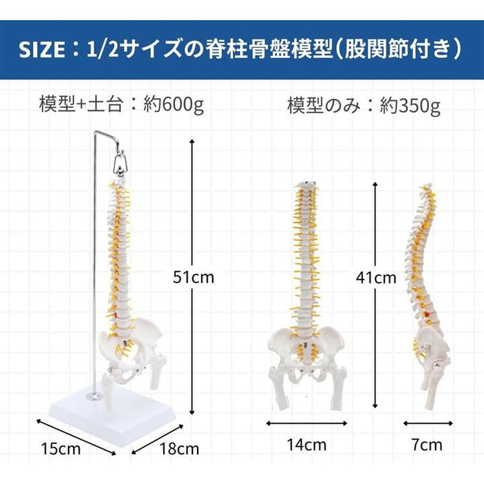 1/2サイズ 高精度 グニャと背骨を動かせる ミニ脊柱模型 約45cm 人体模型 骨模型 骨格標本 骨盤 台座付き