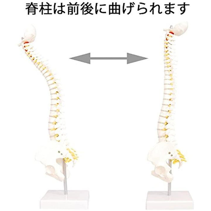 人体模型 脊椎骨盤模型 脊柱 脊髄 背骨 腰椎 股 関 節 1/2 モデル