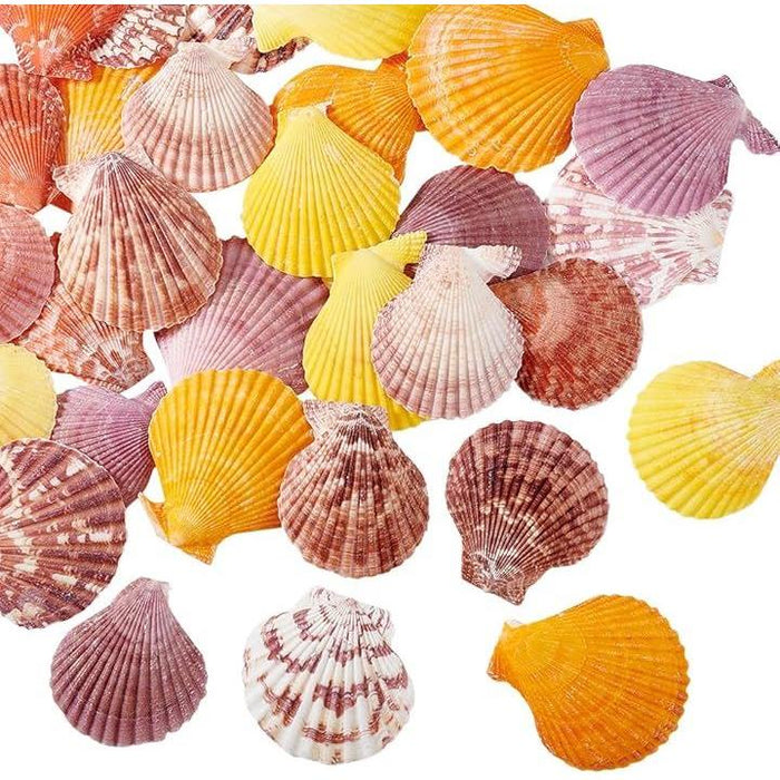 高級貝殻セット 6カラー 30個入り カラフル 貝殻セット パーツ アソート 天然素材