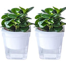 ffffe6e4e1e18181c0c08080a1a08080ffffffffffffffffffffffffffffffff