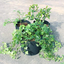 ffffffffff4ffe8ffe2ff00ff003f003f001e001e001c800c003f603f7f1ffff