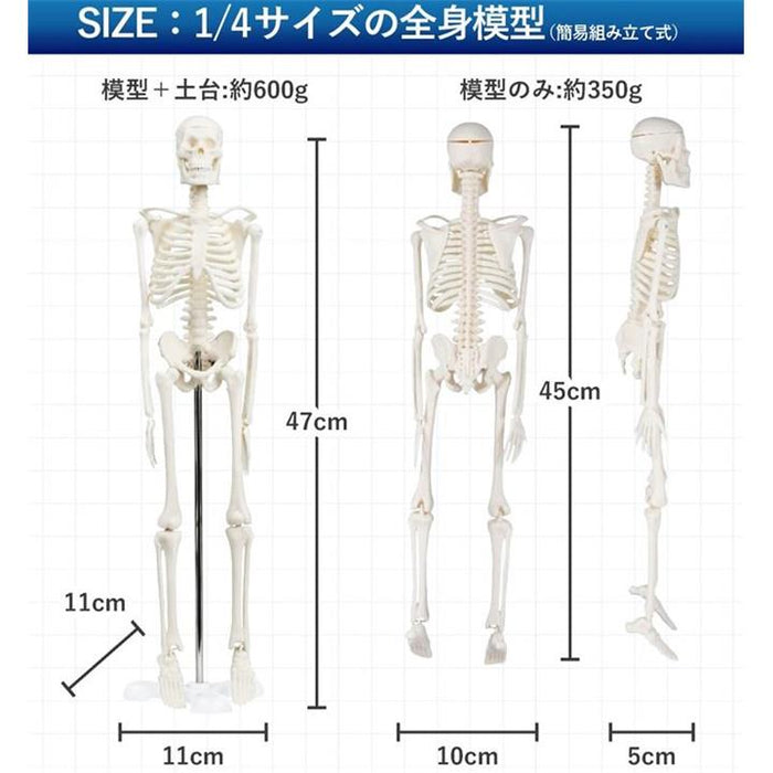 大正製薬　人体模型　関節　骨 afc39ea938164f1495cdb83d4639ec