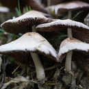 0340817fc6600f80703e000146002f887fdfffd980208008810801003d004504