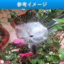 ffffffff00000430e808402363e03ff11ffc1f721ff003c11001388504090804929292920e35094024fa9e800109bc32