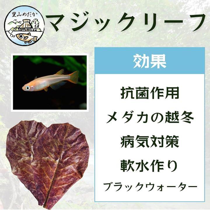 ffffffffdf7fcfffff00810881ff81cb81ffffd983ff81db81ff81ffc33fe7ff39555045306b8d8d1c1c00002b070000