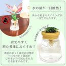 fffffbffdbdff7ff03ff08ff09ff19f183e1ffe1e7f1fff5ffffedffffffdbef9c9a525006085252520b521e53525220