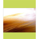 ffffffffffffffffffffffffffffffff00ff00000000000000000000ffffffff