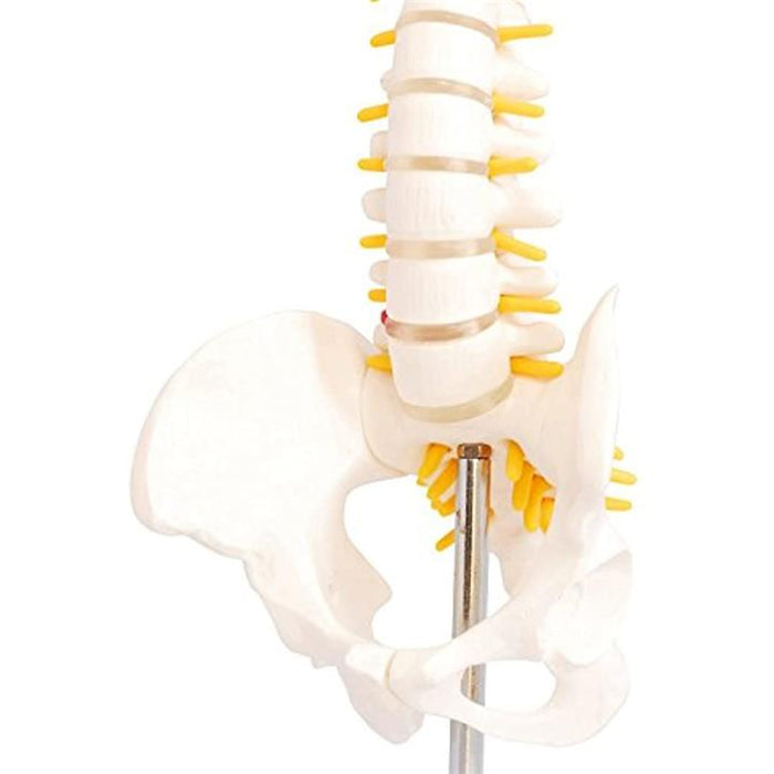 人体模型 脊椎骨盤模型 脊柱 脊髄 背骨 腰椎 股 関 節 1/2 モデル