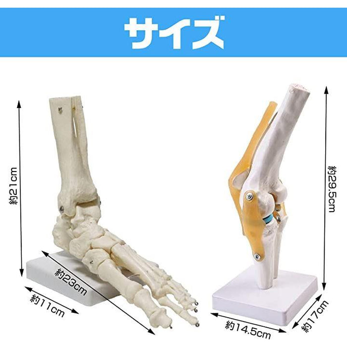 関節 模型 骨 医療 学習用 モデル ひざ・足セット