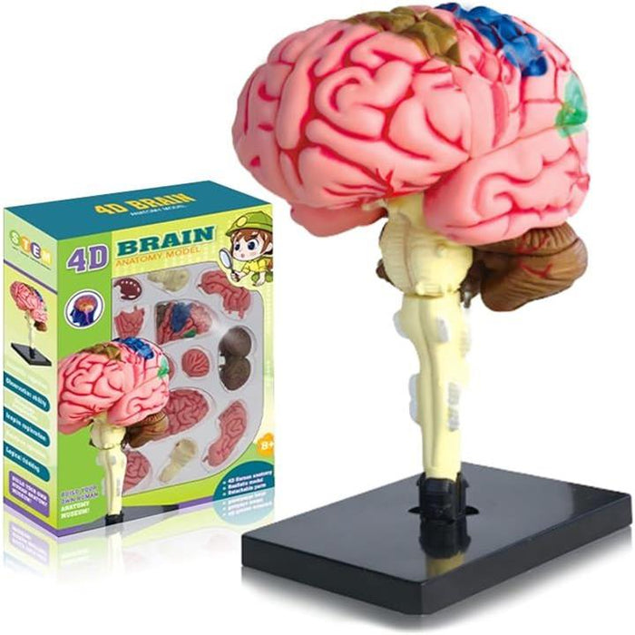 人体模型パズルキット 心臓 脳みそ シリコン アイストレー EVOLETE Human Anatomy Model - Evolete | Worldwide Distributor of Fun
