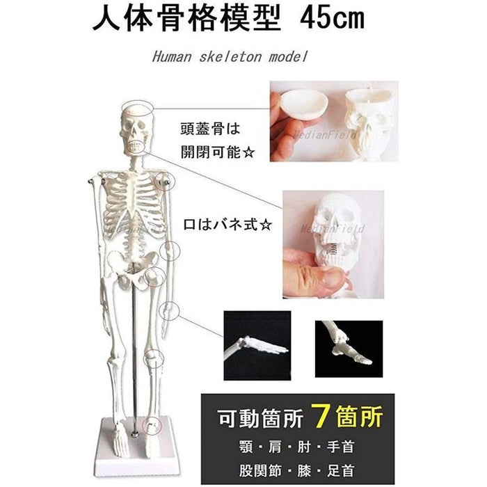 高品質！ミニチュアホースの全身骨格標本