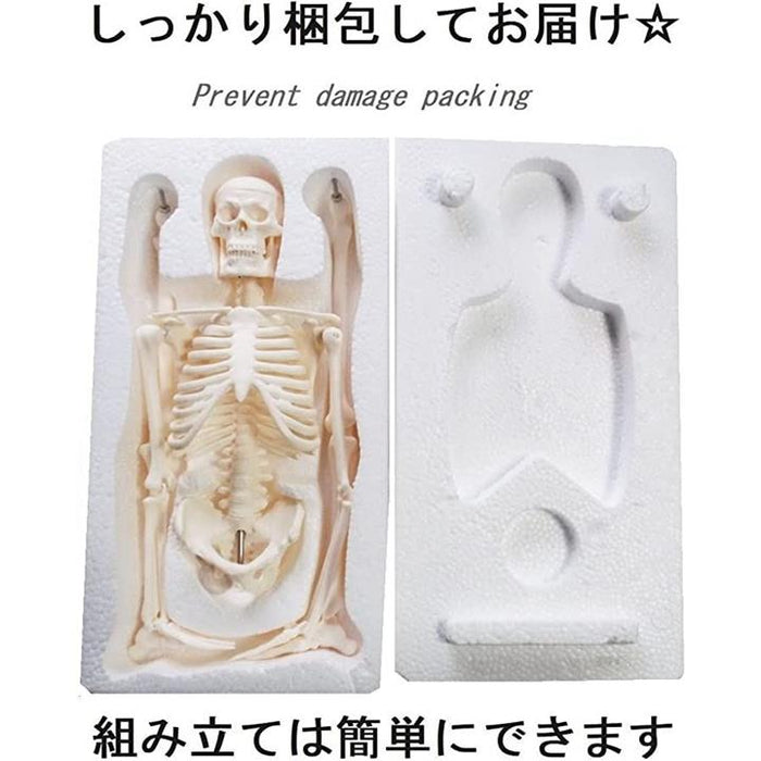 人体模型 骨 ミニ 45cm スタンド付き 全身 骨格 1/4 モデル 人体 人体模型 骨 ミニ 45cm スタンド付き 全身 骨格 1/4 モデル 人体