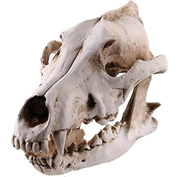 骨 標本 模型 骨格 頭蓋骨 狼 ドクロ 骸骨 スカル 髑髏 動物 オブジェ