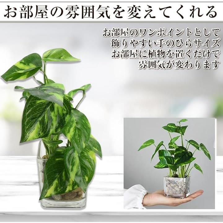 フェイクグリーン インテリア植物 造花 お世話要らず 枯れない ガラス