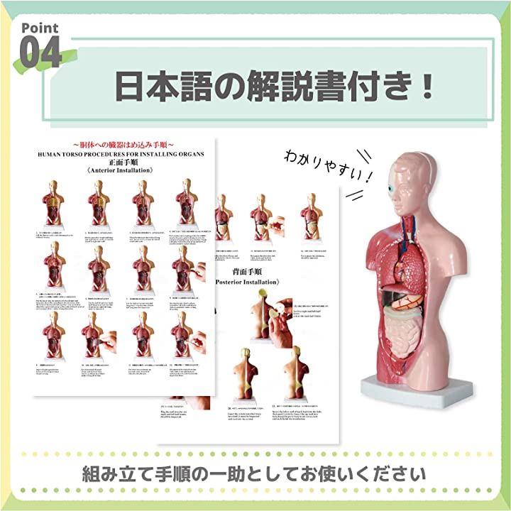 TJQ 人体模型 おもちゃ 解剖 骨格模型 骨格標本 【日本語説明書も付属】 学習キット
