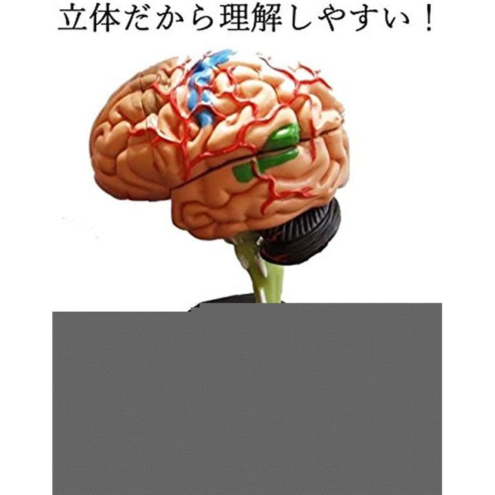 脳 模型 32パーツ 分解 モデル 人体模型 立体 脳みそ リアル