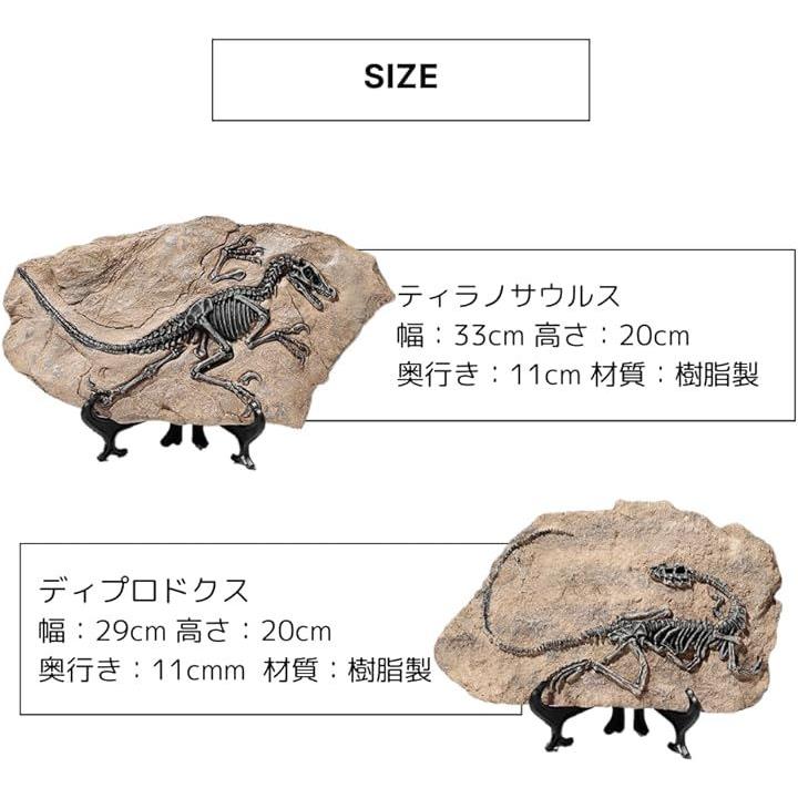 恐竜 化石 骨 骨格標本 骨格模型 おもちゃ フィギュア 置物 知育 