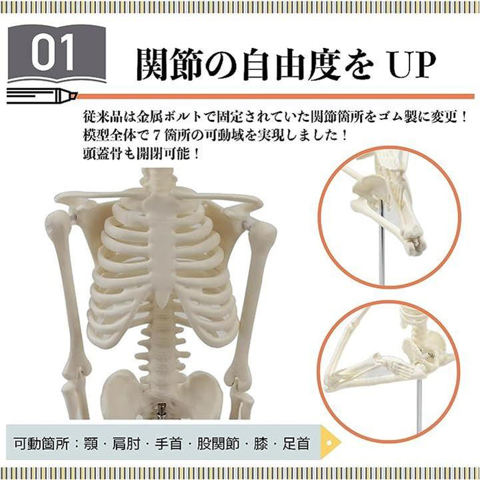 1/2モデル 日用品雑貨・文房具・手芸 TJQ 人体模型 おもちゃ 解剖 骨格