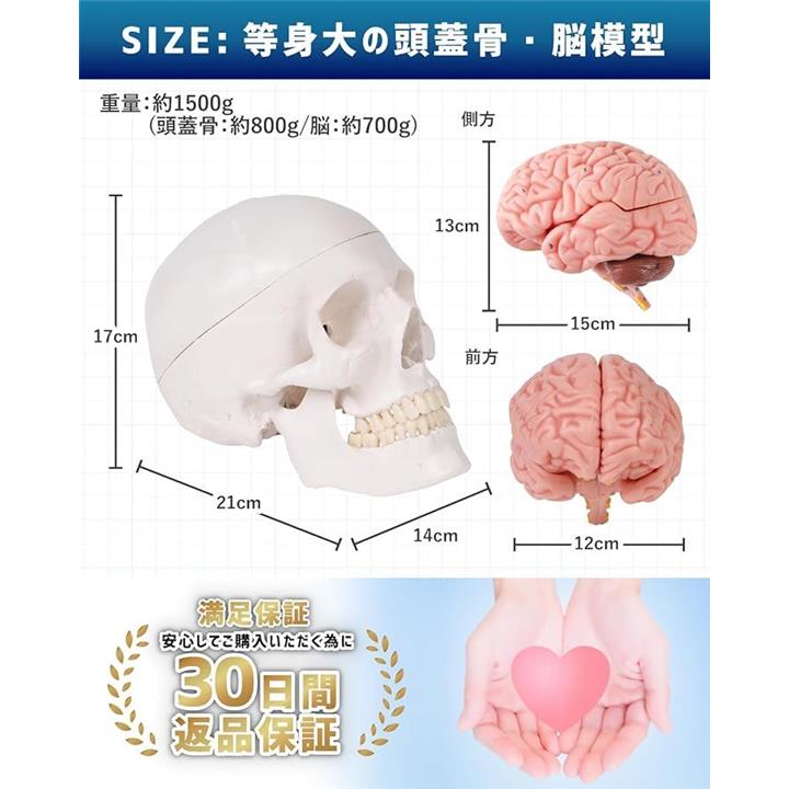 ソフトな質感で8分解できる脳模型と頭蓋骨模型 人体模型 理学療法士 